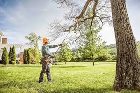 Best Hedge Trimming  in Drexel Hill, PA